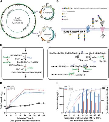 Construction of an Escherichia coli chassis for efficient biosynthesis of human-like N-linked glycoproteins